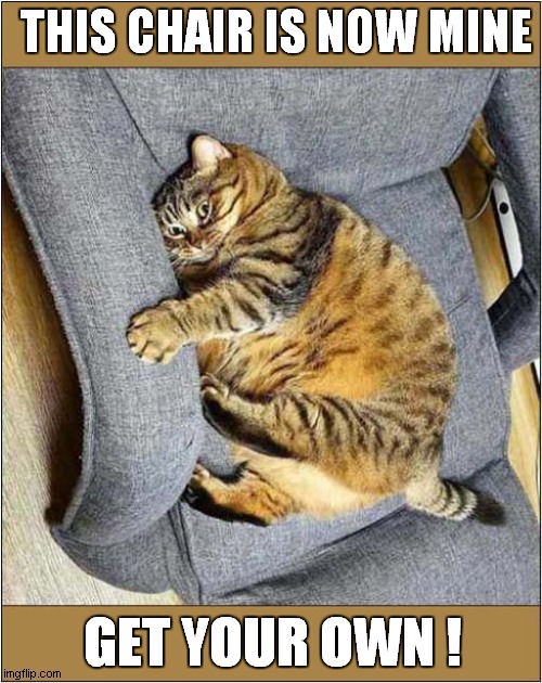 Possession Is 9/10th Of The Law ! | THIS CHAIR IS NOW MINE; GET YOUR OWN ! | image tagged in cats,chair,mine,possessed | made w/ Imgflip meme maker