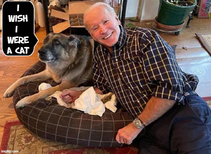 Look at that dog's face and tell me that's not what he's thinking | I
WISH
I 
WERE
A CAT | image tagged in vince vance,dogs,cats,joe biden,memes,what were you thinking | made w/ Imgflip meme maker