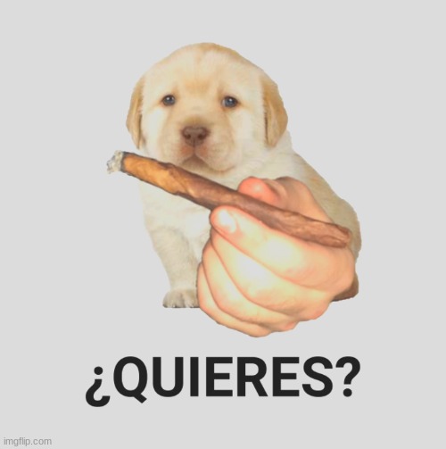 image tagged in what the dog doing with the cigar | made w/ Imgflip meme maker