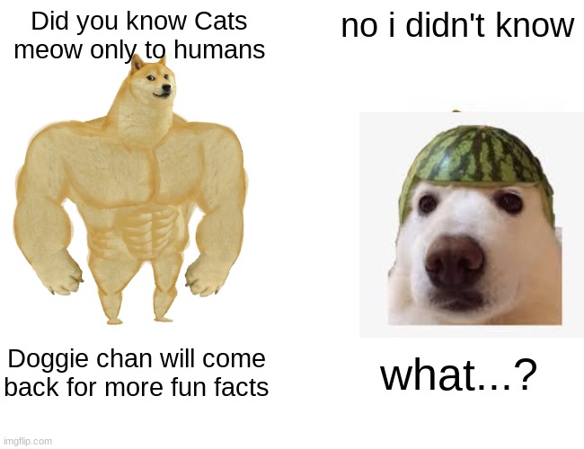 Fun facts | Did you know Cats meow only to humans; no i didn't know; Doggie chan will come back for more fun facts; what...? | image tagged in memes,buff doge vs cheems | made w/ Imgflip meme maker