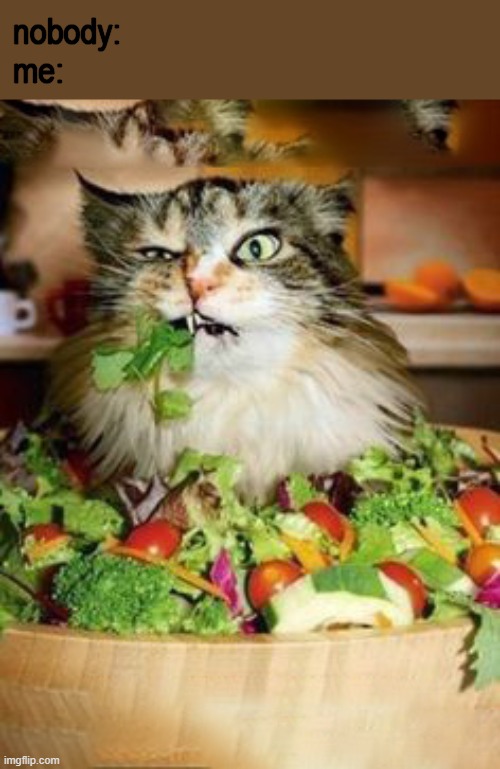 salad-cat | nobody:
me: | image tagged in salad-cat | made w/ Imgflip meme maker