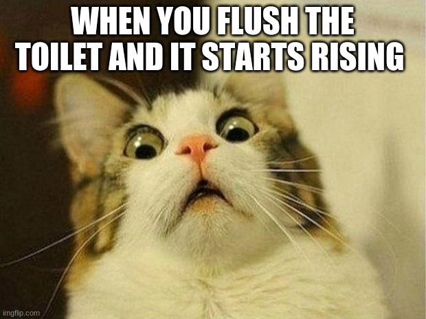 Scared Cat | WHEN YOU FLUSH THE TOILET AND IT STARTS RISING | image tagged in memes,scared cat | made w/ Imgflip meme maker