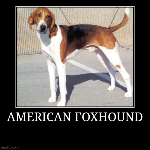 American Foxhound | AMERICAN FOXHOUND | | image tagged in demotivationals,dog | made w/ Imgflip demotivational maker