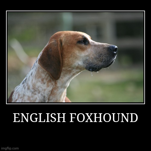English Foxhound | ENGLISH FOXHOUND | | image tagged in demotivationals,dog | made w/ Imgflip demotivational maker