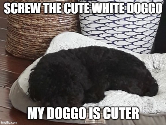 SCREW THE CUTE WHITE DOGGO; MY DOGGO IS CUTER | made w/ Imgflip meme maker