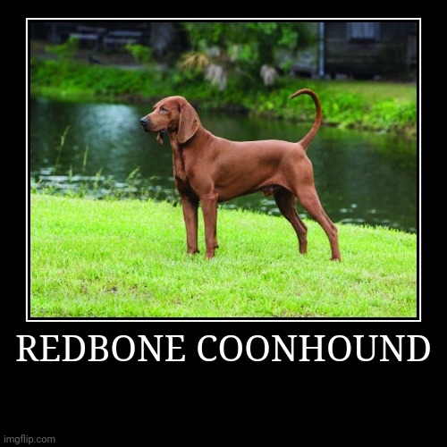 Redbone Coonhound | REDBONE COONHOUND | | image tagged in demotivationals,dog | made w/ Imgflip demotivational maker