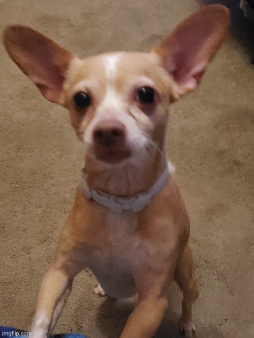 This is my dog Cutie | made w/ Imgflip meme maker