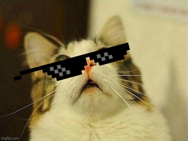 Scared Cat Meme | image tagged in memes,scared cat | made w/ Imgflip meme maker