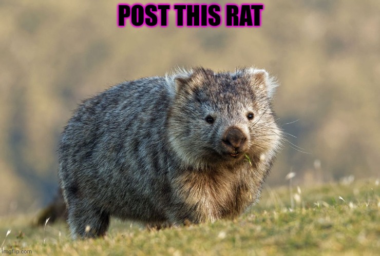 POST THIS RAT | made w/ Imgflip meme maker