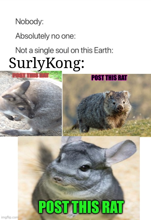 It's time to stop! | SurlyKong:; POST THIS RAT | image tagged in nobody absolutely no one,rats,invasion,post this rat,its time to stop | made w/ Imgflip meme maker