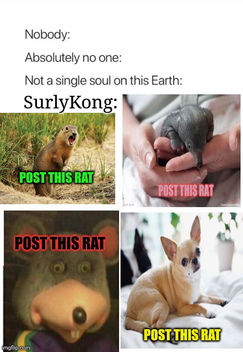 It's time to stop! | SurlyKong:; POST THIS RAT; POST THIS RAT; POST THIS RAT | image tagged in nobody absolutely no one,rats,invasion,post this rat,its time to stop | made w/ Imgflip meme maker