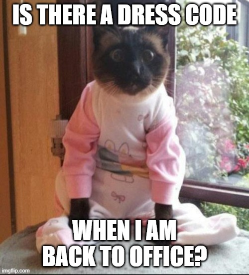 Back to office |  IS THERE A DRESS CODE; WHEN I AM BACK TO OFFICE? | image tagged in cats pajamas | made w/ Imgflip meme maker