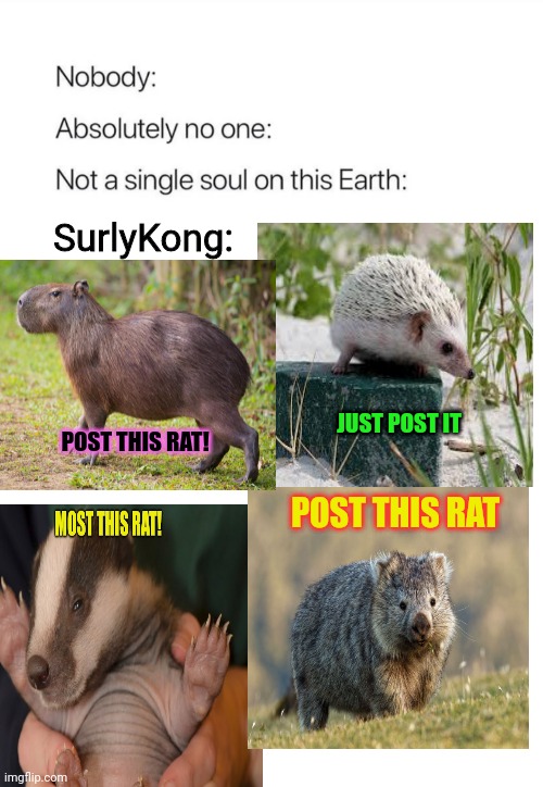 Post the rat! | SurlyKong:; JUST POST IT; POST THIS RAT! POST THIS RAT | image tagged in nobody absolutely no one,rats,invasion,post this rat,its time to stop | made w/ Imgflip meme maker