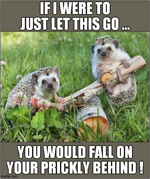 Hedgehogs Having Fun ! | IF I WERE TO JUST LET THIS GO ... YOU WOULD FALL ON YOUR PRICKLY BEHIND ! | image tagged in hedgehogs,see saw | made w/ Imgflip meme maker