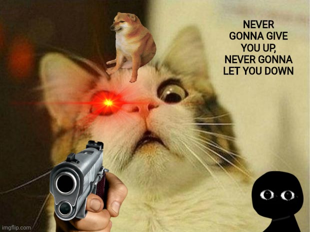 Scared Cat | NEVER GONNA GIVE YOU UP, NEVER GONNA LET YOU DOWN | image tagged in memes,scared cat | made w/ Imgflip meme maker