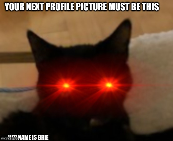 Make this your next profile picture 4 good luck | YOUR NEXT PROFILE PICTURE MUST BE THIS; HER NAME IS BRIE | image tagged in cat,angry,memes,nani,what | made w/ Imgflip meme maker