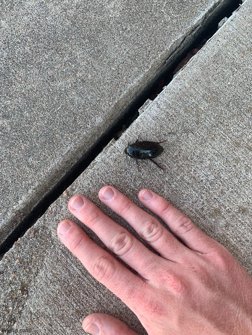 Old man takes picture of a Great Diving Beetle | made w/ Imgflip meme maker