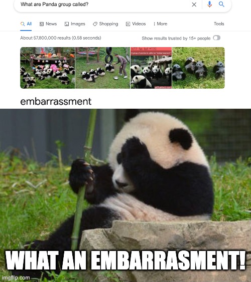 What's hilarious is that it is true! | WHAT AN EMBARRASSMENT! | image tagged in funny,memes,panda,adorable,embarrassing,google search | made w/ Imgflip meme maker