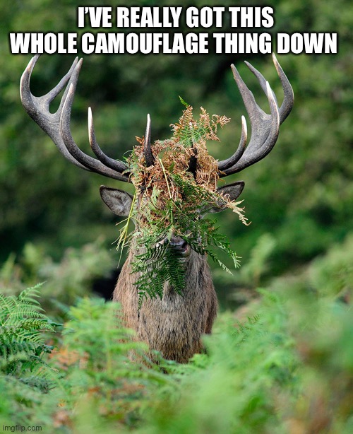 I could hide here for days… | I’VE REALLY GOT THIS WHOLE CAMOUFLAGE THING DOWN | image tagged in funny,sarcasm,funny animals | made w/ Imgflip meme maker