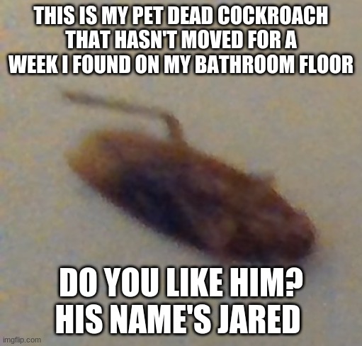 THIS IS MY PET DEAD COCKROACH THAT HASN'T MOVED FOR A WEEK I FOUND ON MY BATHROOM FLOOR; DO YOU LIKE HIM? HIS NAME'S JARED | made w/ Imgflip meme maker