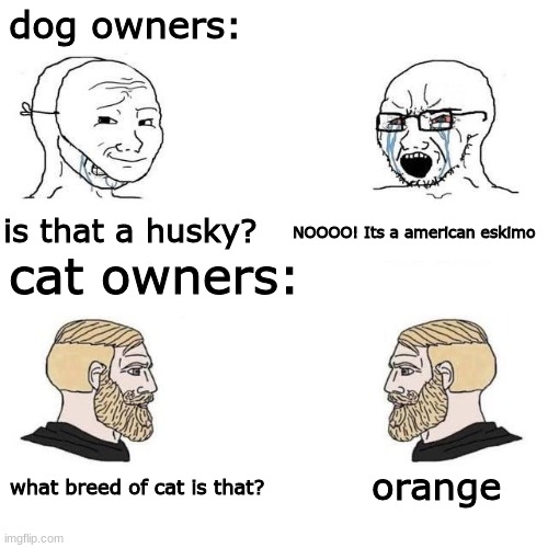 true | dog owners:; NOOOO! Its a american eskimo; is that a husky? cat owners:; what breed of cat is that? orange | image tagged in giga chad,memes,funny,relatable,cats,dogs | made w/ Imgflip meme maker