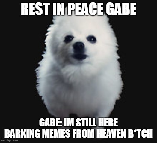 Gabe the dog | REST IN PEACE GABE; GABE: IM STILL HERE BARKING MEMES FROM HEAVEN B*TCH | image tagged in gabe the dog | made w/ Imgflip meme maker