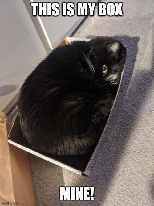 MY BOX | THIS IS MY BOX; MINE! | image tagged in cats,funny cats | made w/ Imgflip meme maker