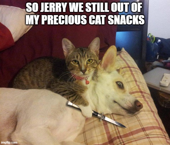 we still out of cat snacks | SO JERRY WE STILL OUT OF 
MY PRECIOUS CAT SNACKS | image tagged in take a seat cat | made w/ Imgflip meme maker