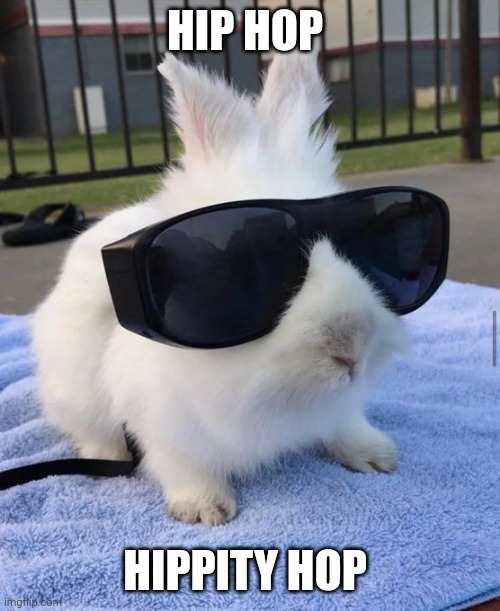 HIP HOP BUNNY | HIP HOP; HIPPITY HOP | image tagged in bunnies,bunny,rabbit | made w/ Imgflip meme maker