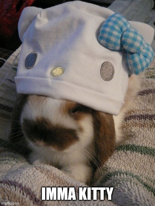 NICE CAT HAT | IMMA KITTY | image tagged in bunnies,bunny,rabbit | made w/ Imgflip meme maker