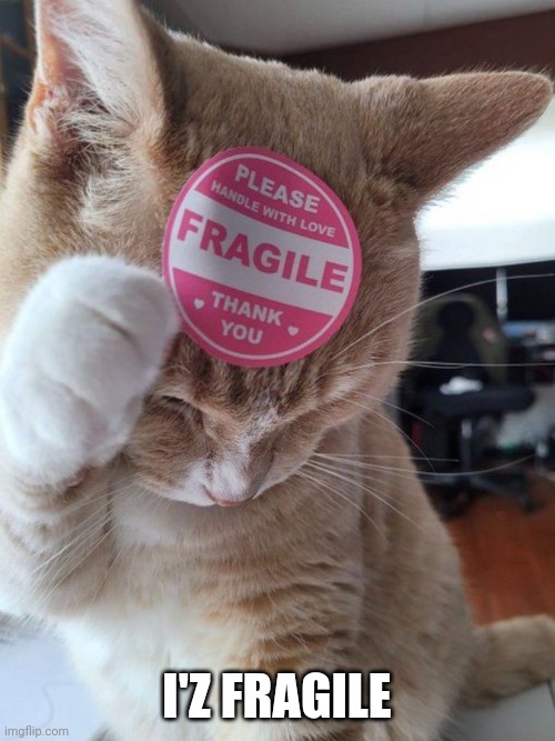 FRAGILE KITTY | I'Z FRAGILE | image tagged in cats,funny cats | made w/ Imgflip meme maker