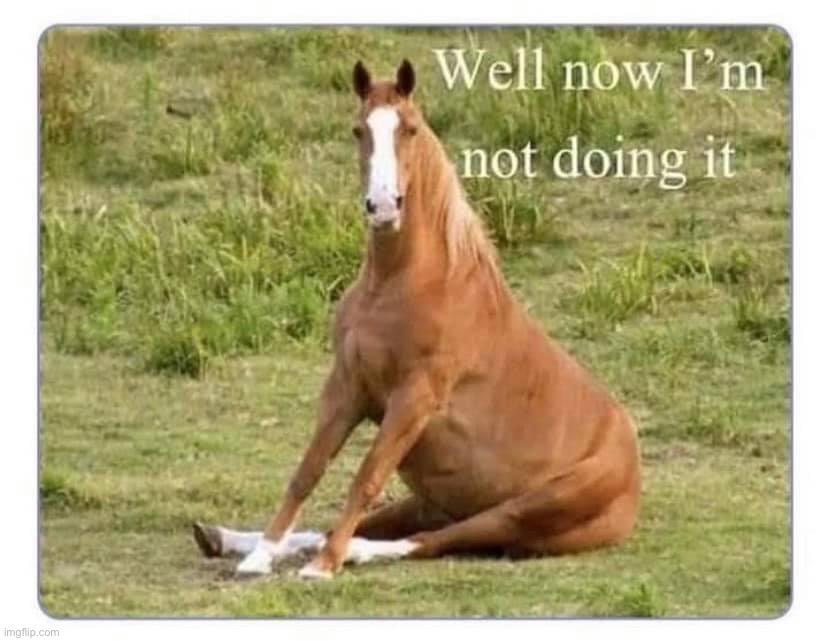 Horse well now I’m not doing it | image tagged in horse well now i m not doing it | made w/ Imgflip meme maker