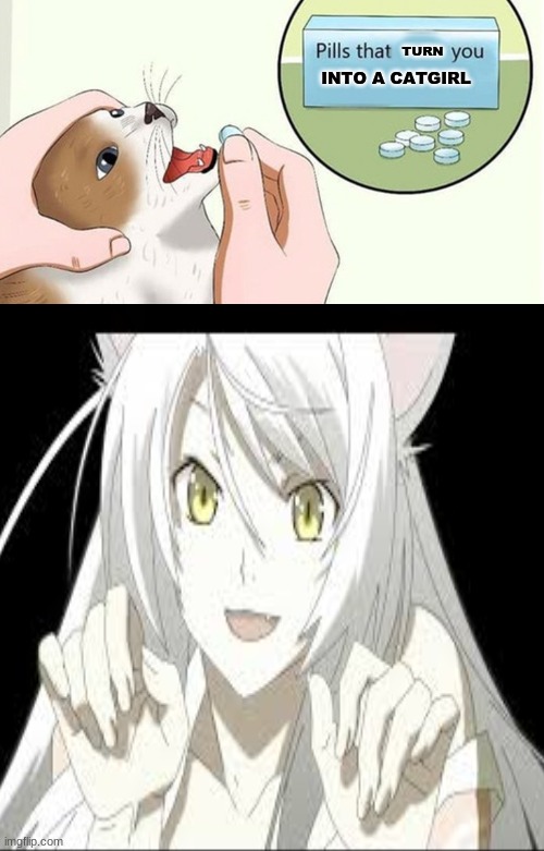 pills that turn you into a catgirl | TURN; INTO A CATGIRL | image tagged in memes,cat,cats,cat meme | made w/ Imgflip meme maker