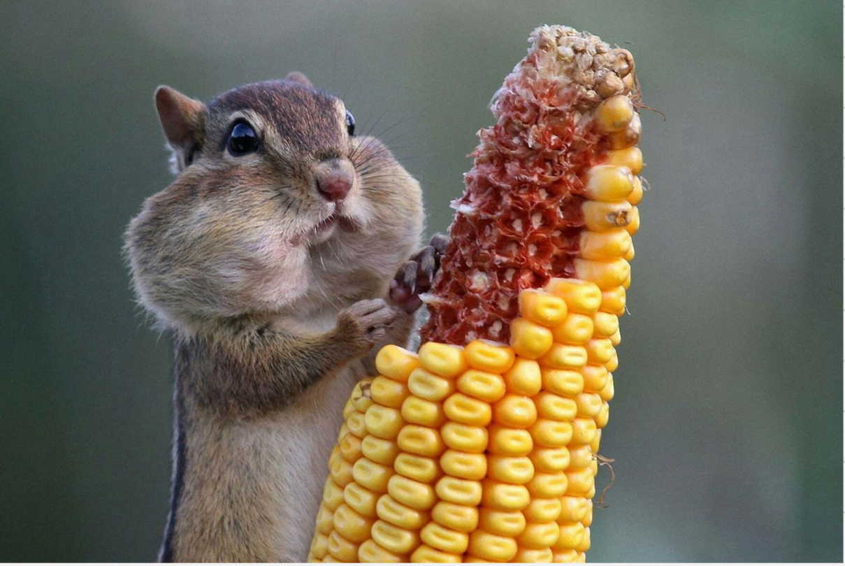 chipmunk and corn Blank Meme Template