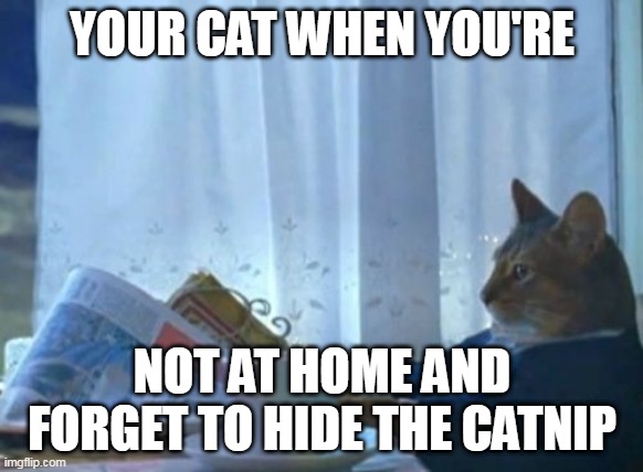 I Should Buy A Boat Cat Meme | YOUR CAT WHEN YOU'RE; NOT AT HOME AND FORGET TO HIDE THE CATNIP | image tagged in memes,i should buy a boat cat | made w/ Imgflip meme maker