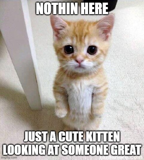 Nothin much here | NOTHIN HERE; JUST A CUTE KITTEN LOOKING AT SOMEONE GREAT | image tagged in memes,cute cat | made w/ Imgflip meme maker
