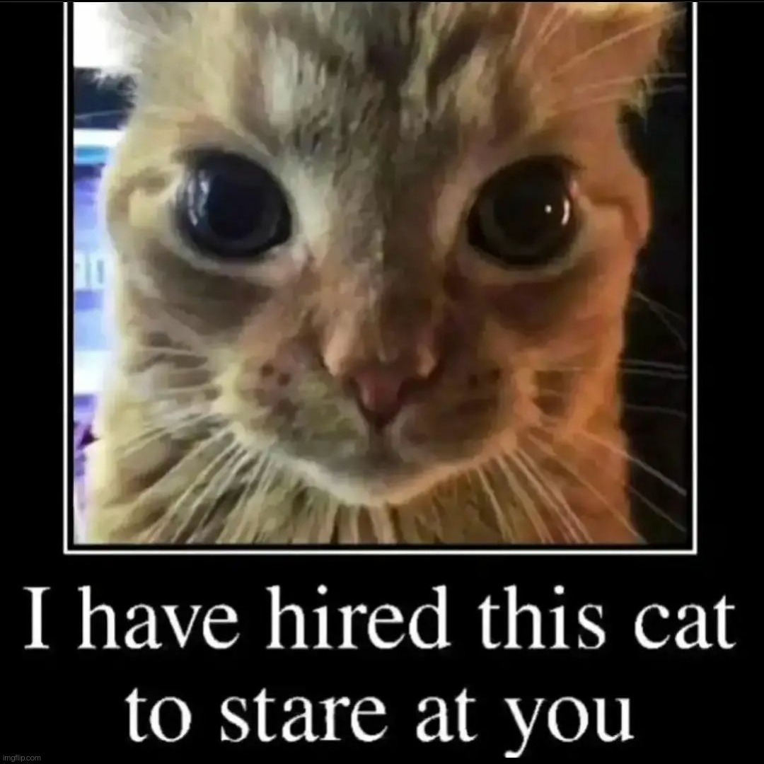 Let him stare you. . . | image tagged in cats,stare | made w/ Imgflip meme maker