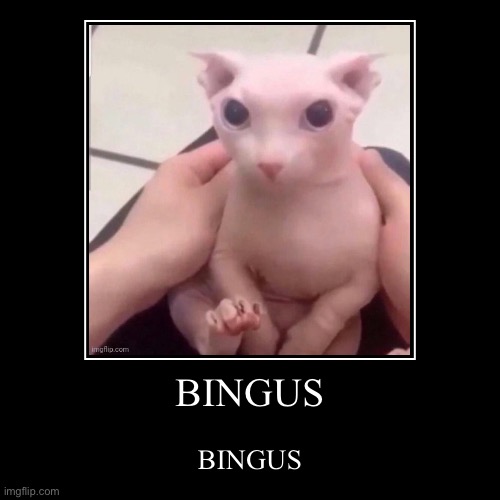 BINGUS | image tagged in bingus | made w/ Imgflip demotivational maker