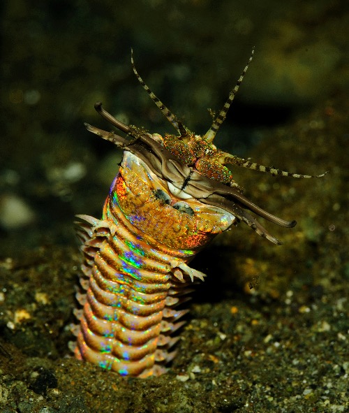 Bobbitt worm. | made w/ Imgflip meme maker