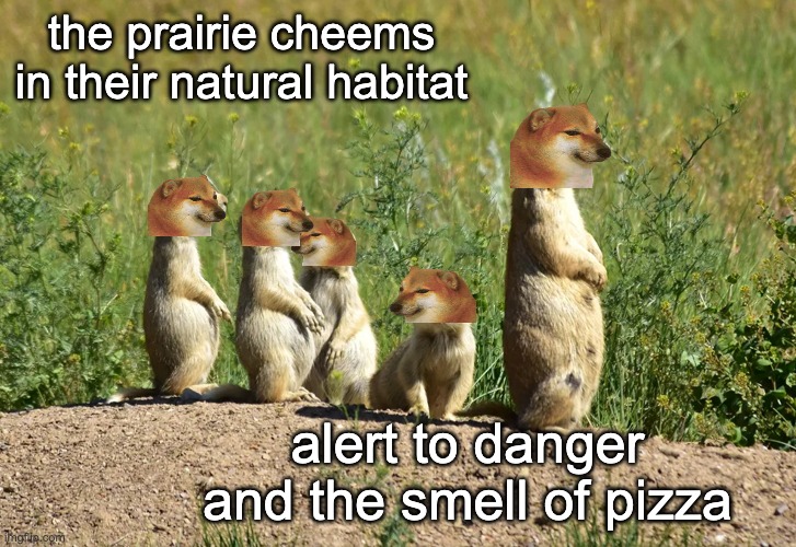 the prairie cheems in their natural habitat; alert to danger
and the smell of pizza | made w/ Imgflip meme maker