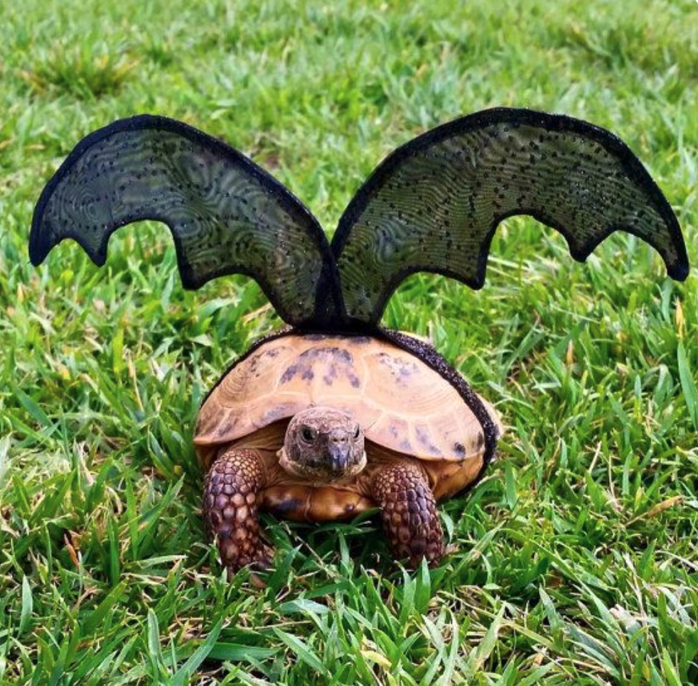 High Quality Bat Turtle Blank Meme Template