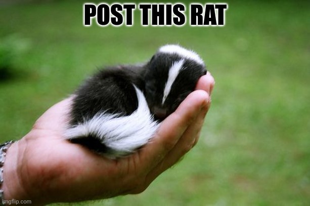 Important political commentary | POST THIS RAT | image tagged in post this rat,politics,blah blah blah,rats,invasion | made w/ Imgflip meme maker