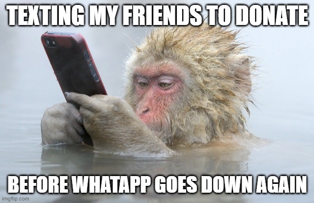 monkey cell phone | TEXTING MY FRIENDS TO DONATE; BEFORE WHATAPP GOES DOWN AGAIN | image tagged in monkey cell phone | made w/ Imgflip meme maker