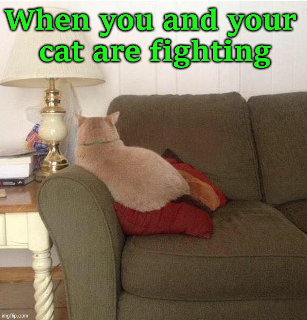 When you and your 
cat are fighting | image tagged in cats | made w/ Imgflip meme maker