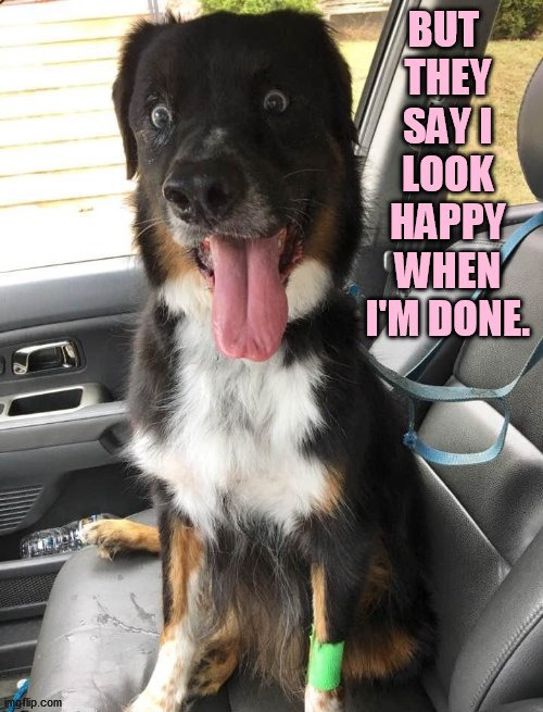 image tagged in dogs | made w/ Imgflip meme maker