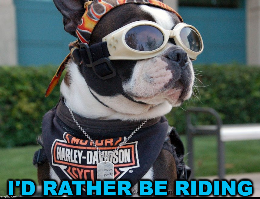 I'D RATHER BE RIDING | image tagged in dogs | made w/ Imgflip meme maker