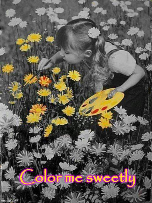 World of Color |  Color me sweetly | image tagged in spring daisy flowers | made w/ Imgflip meme maker
