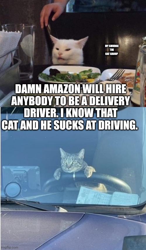 MY SMUDGE THE CAT GROUP; DAMN AMAZON WILL HIRE ANYBODY TO BE A DELIVERY DRIVER. I KNOW THAT CAT AND HE SUCKS AT DRIVING. | image tagged in salad cat | made w/ Imgflip meme maker