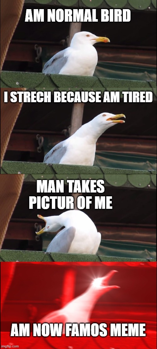 AM SUPERIOR MEME | AM NORMAL BIRD; I STRECH BECAUSE AM TIRED; MAN TAKES PICTUR OF ME; AM NOW FAMOS MEME | image tagged in memes,inhaling seagull | made w/ Imgflip meme maker