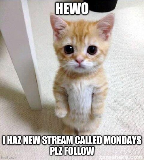 Cute Cat Meme | HEWO; I HAZ NEW STREAM CALLED MONDAYS
PLZ FOLLOW | image tagged in memes,cute cat | made w/ Imgflip meme maker